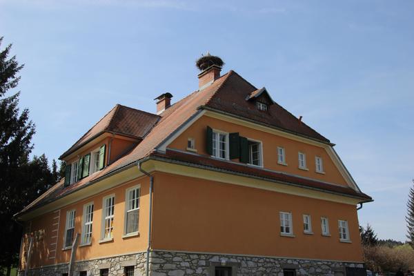 20260325 Störche in Schirning, VS (10)